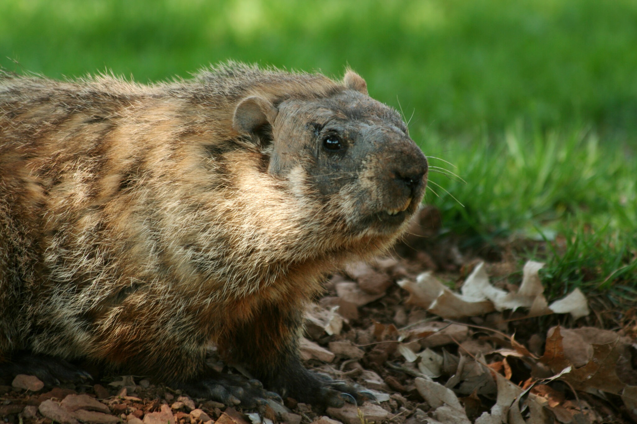 How Long Has Ground Hog Day Been Around?