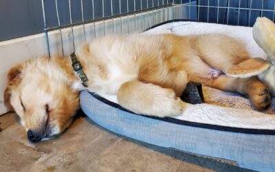 Protect Your Pets During 4th of July