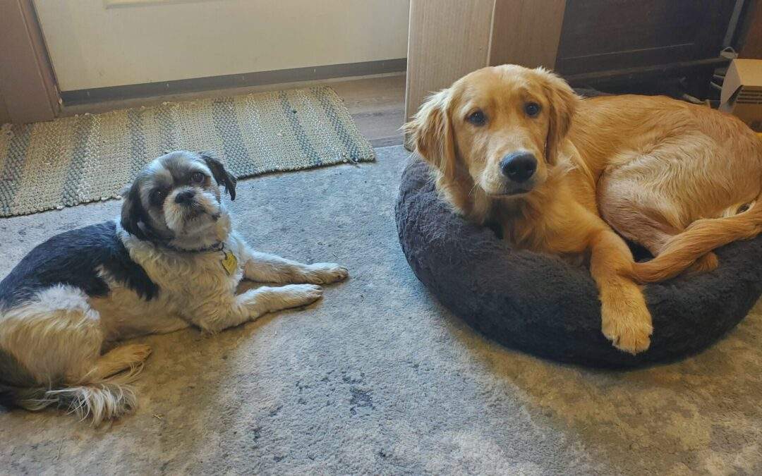 Dog Friendly Places in Prescott