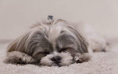 Moving with Your Dog in Prescott: How to Keep Your Pet Happy Before, During, and After a Move